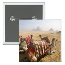 Egypt, Cairo. Resting camels gaze across the Pin