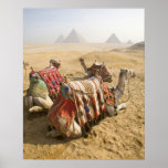Egypt, Cairo. Resting camels gaze across the