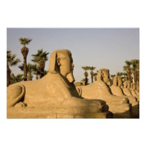Egypt, Luxor. The Avenue of Sphinxes leads to