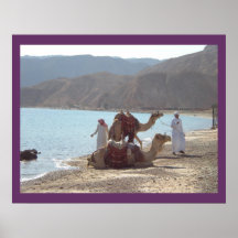 Egyptian Camels poster FROM 14.95