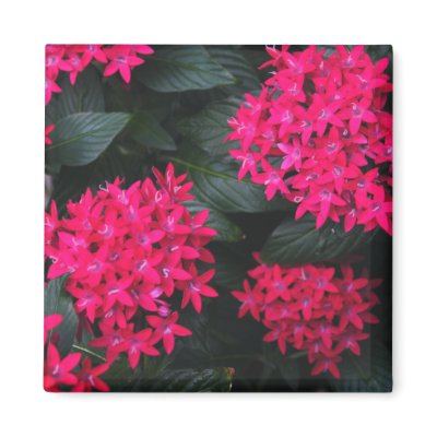 Egyptian Star Cluster Magnet by 777Images