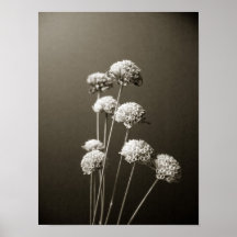Eight Pods Print