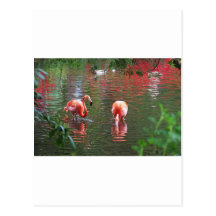 Ein Stück vom Paradies Flamingos Postkarte