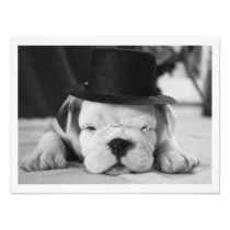 "Einstein" English Bulldog Puppy