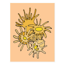 ekos coral postcard
