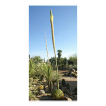 El Charco del Ingenio Botanical Garden Mexico Photo Card Template