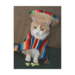 El Gato Bubba