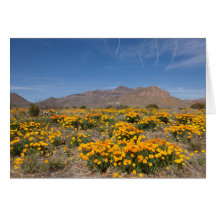 El Paso Poppies Greeting Card