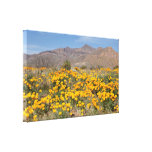 El Paso Poppies Stretched Canvas Prints