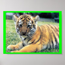 EL Tigre (en anglais : Le tigre) Affiche