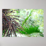 El Yunque Rain Forest posters