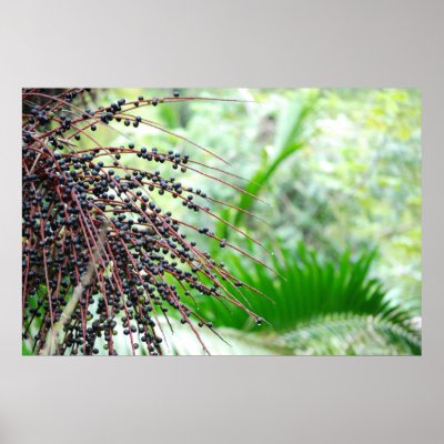 El Yunque Rain Forest Poster by scarlette9104