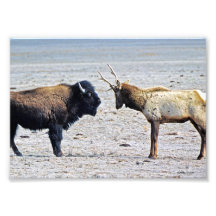 Élans de défi contre Buffalo Tirage Photo