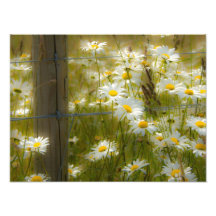 Élargissement de photo de marguerite