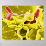 Electron Micrograph Showing Salmonella Typhimurium
