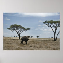 Elefant Posters