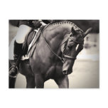 Elegance - Dressage Horse Postcard