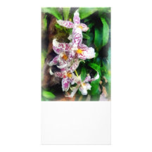 Elegant Beallara Orchid Photo Card