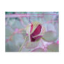 Elegant Bud Post Card