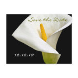 Elegant Cala Lily - Save the Date Card Postcard