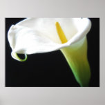 Elegant Calla Lily Flowers 15