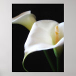 Elegant Calla Lily Flowers 16