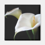 Elegant Calla Lily Flowers 16 Refrigerator Magnets