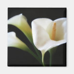 Elegant Calla Lily Flowers 9 Fridge Magnet