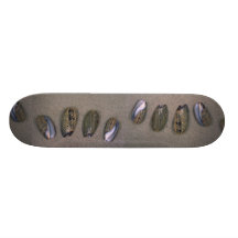 Elegant olive (Oliva elegans) Shell Skateboards