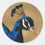 Elegant peacock - customizable stickers template