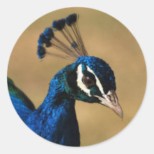 Elegant peacock - customizable stickers template