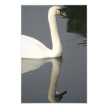 Elegant Swan with Reflection Photo