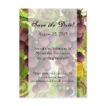 Elegant Vineyard Purple/Green Grapes Wedding postcards