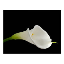 Elegant white calla lily post card