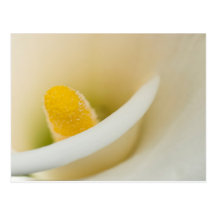 Elegant white calla lily post cards