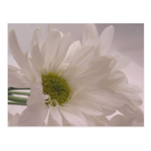 Elegant White Daisies Post Card