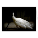 Elegant white peacock vintage nature bird photo cards