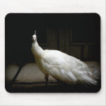 Elegant white peacock vintage nature bird photo mouse pads