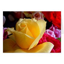 Elegant yellow rose flower greeting cards