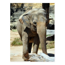 Elephan asiatique cartes postales