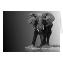 ELEPHANT 2A CARDS