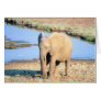 Elephant Africa Cards