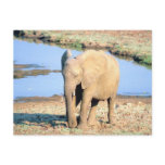Elephant Africa Post Card