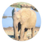 Elephant Africa Stickers