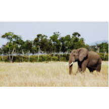 Éléphant africain, sculpture en photo de Mara Keny Photos En Relief