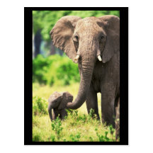 Elephant and Baby Post Cards