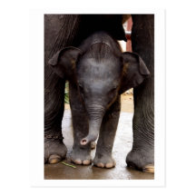 Éléphant asiatique de bébé carte postale