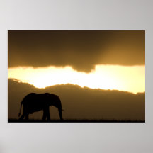 Elephant at Sunrise Plakate