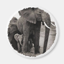 Elephant & Baby Elephant Refrigerator Magnet