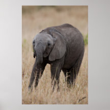 Elephant Baby Print
